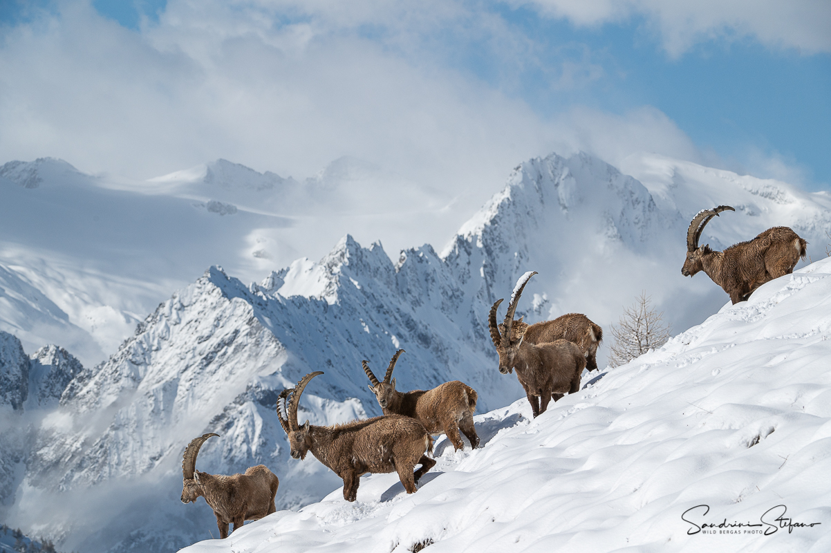 "The meadows will come back"