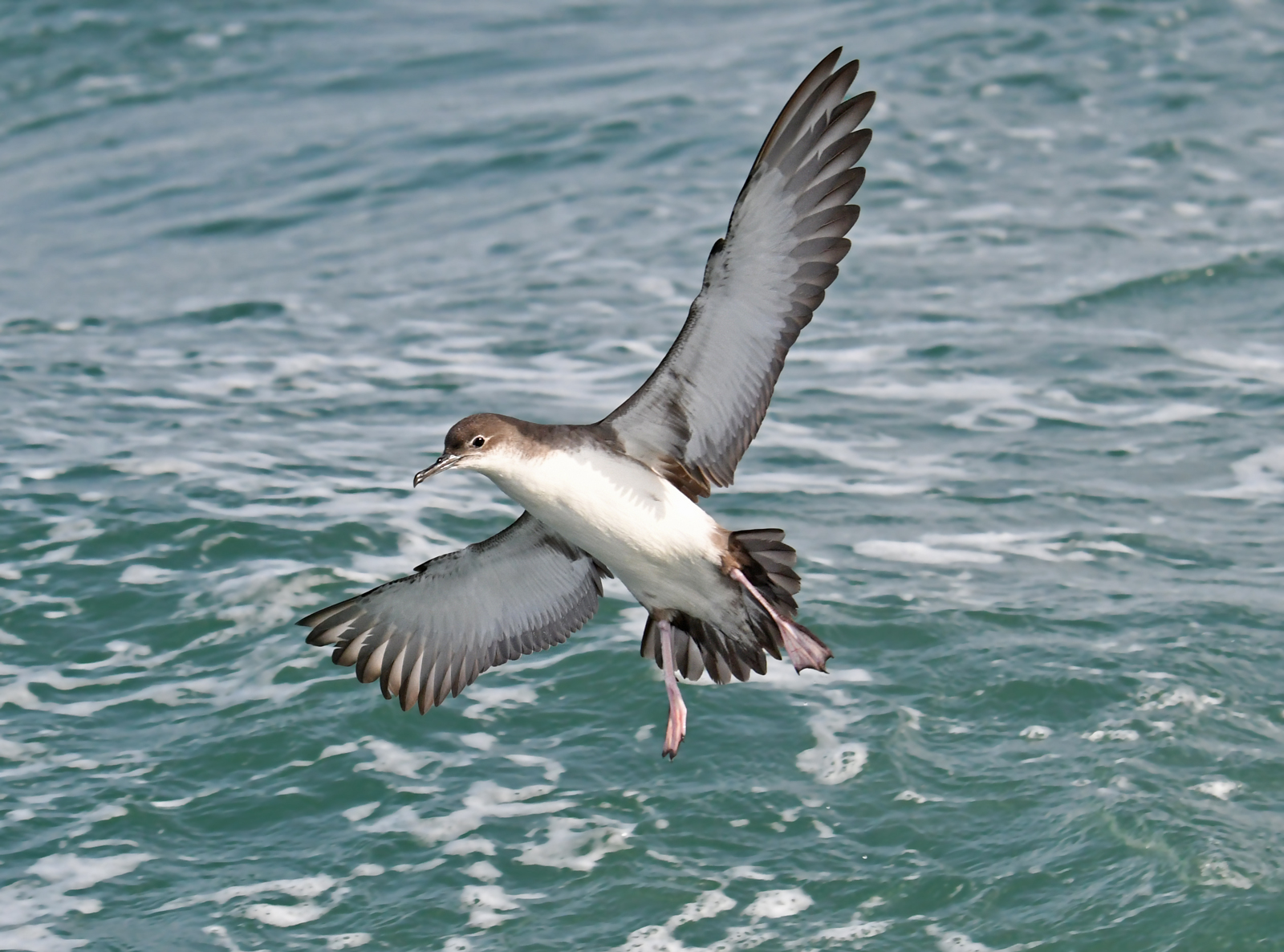 Manx shearwater
