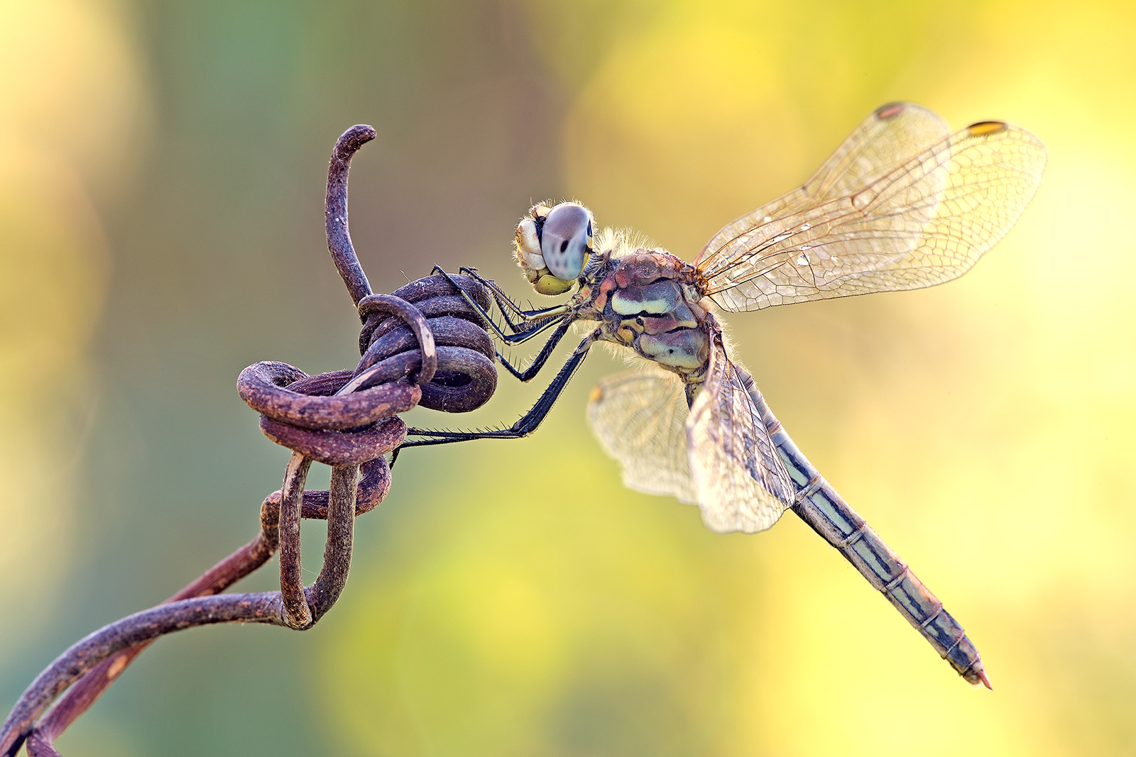 dragonfly