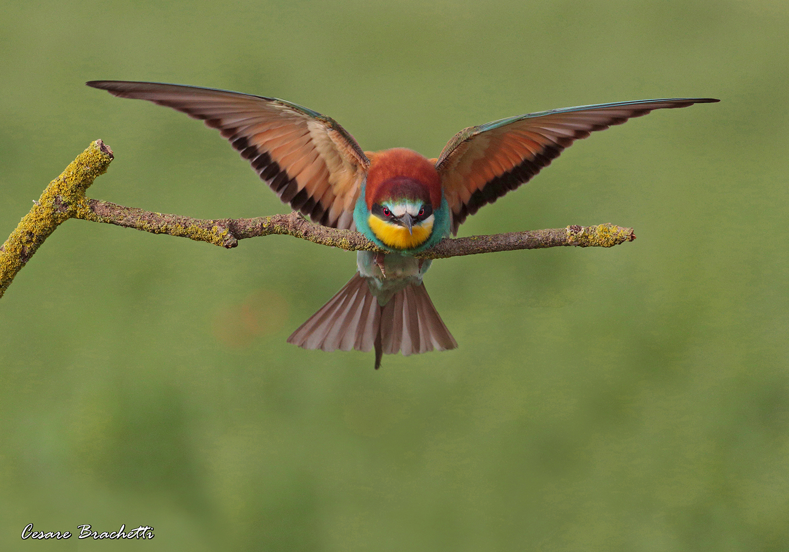 bee-eater