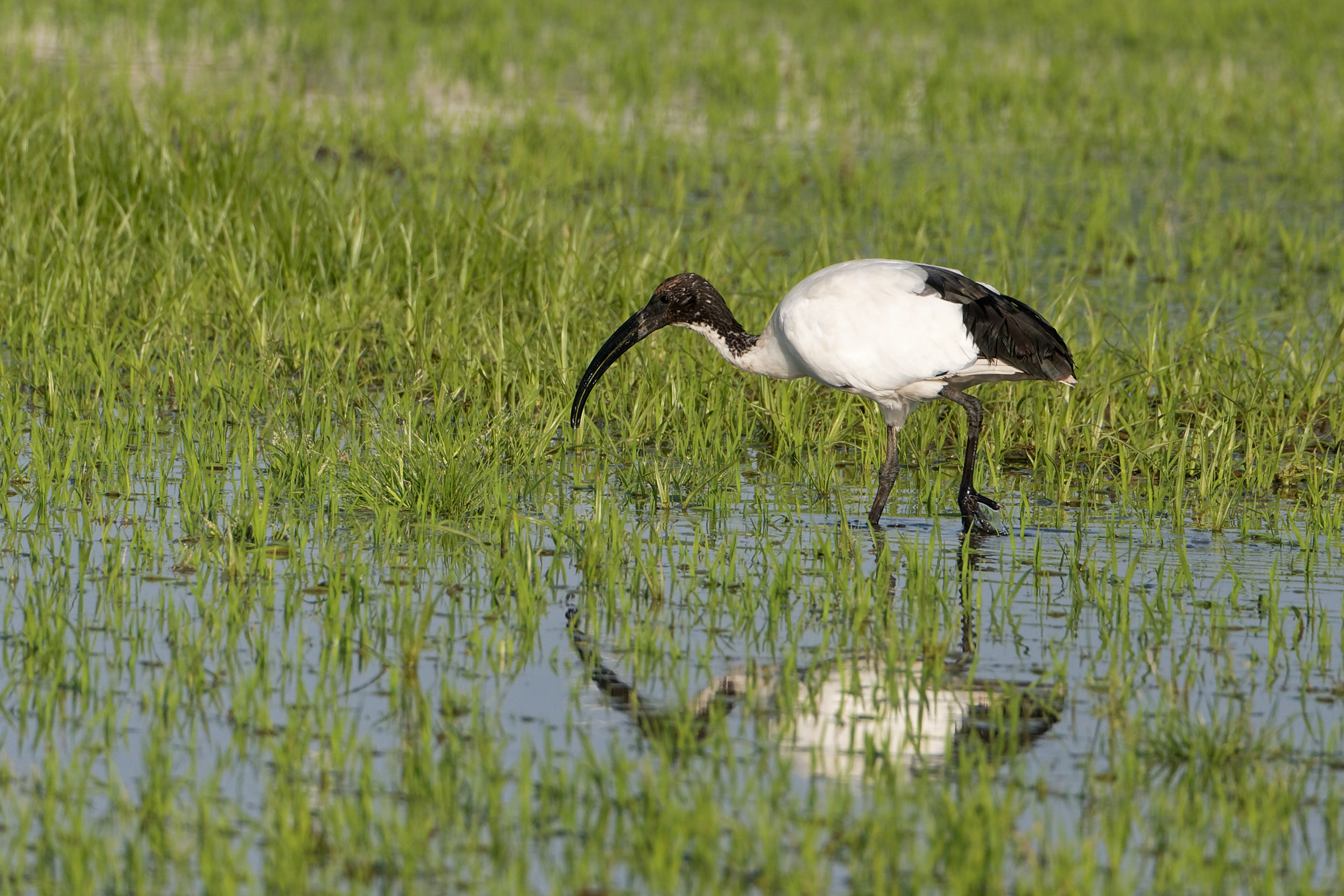 ibis
