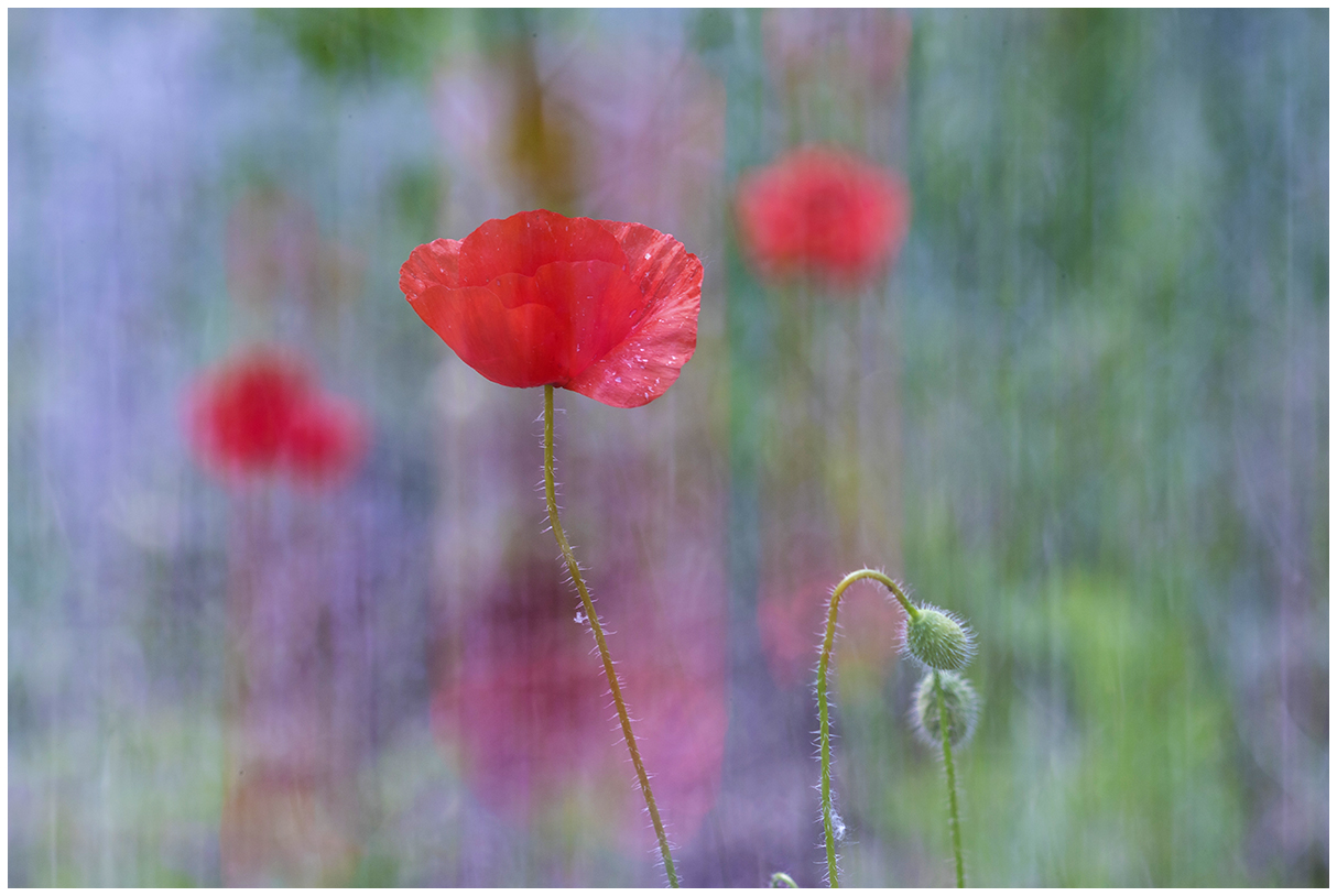 Poppies..