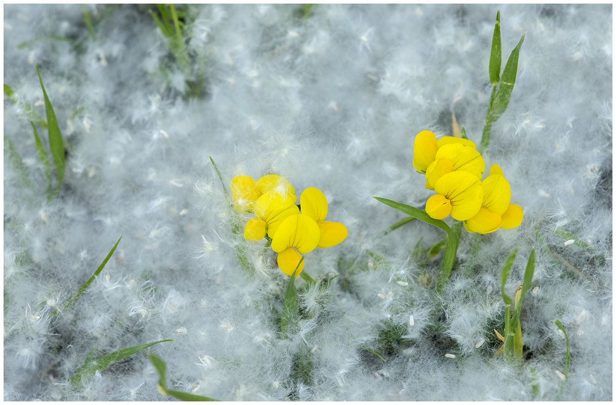 sommersi dal polline del pioppo