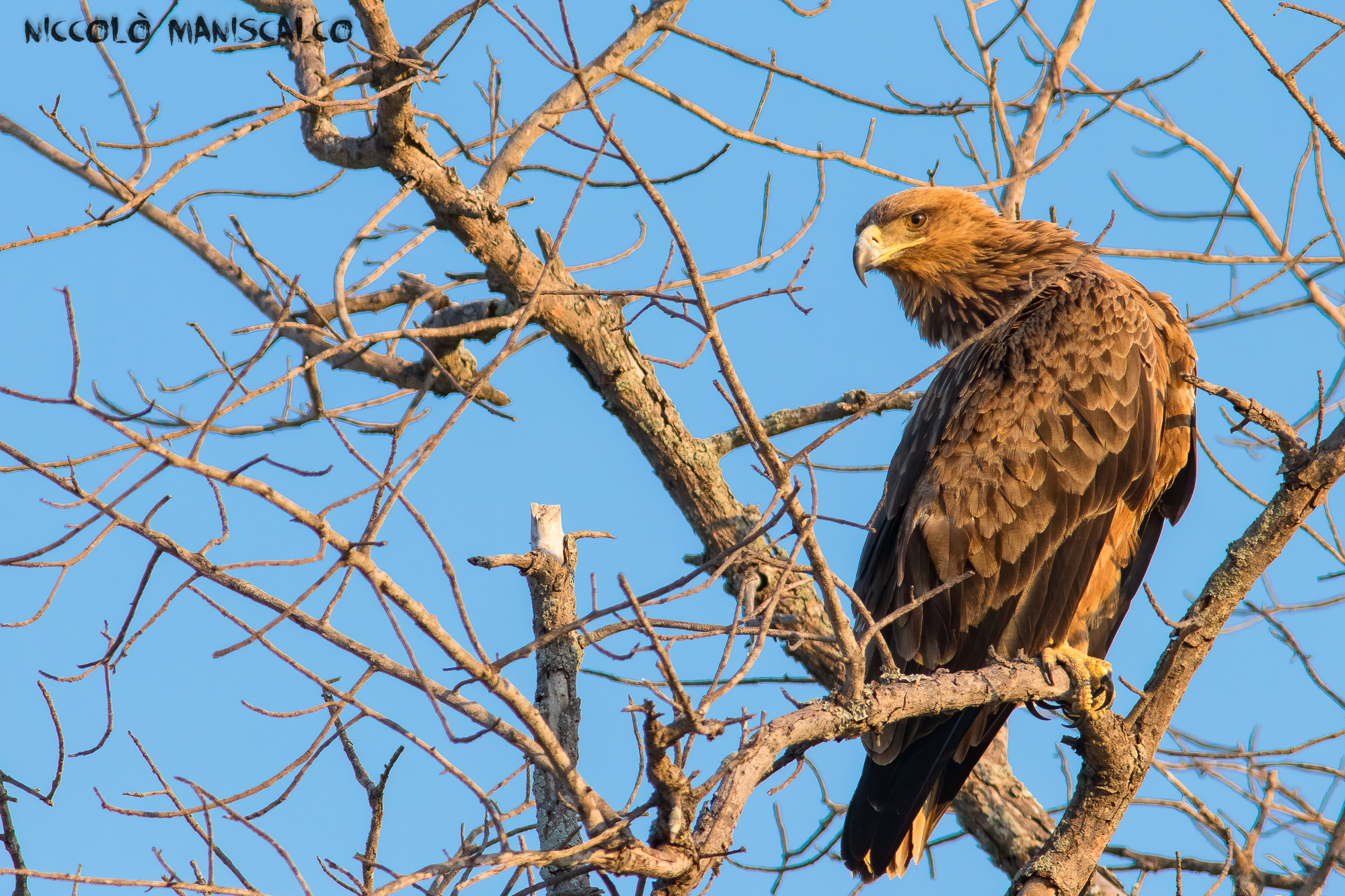 Sguardo Lontano (Sudafrica)
