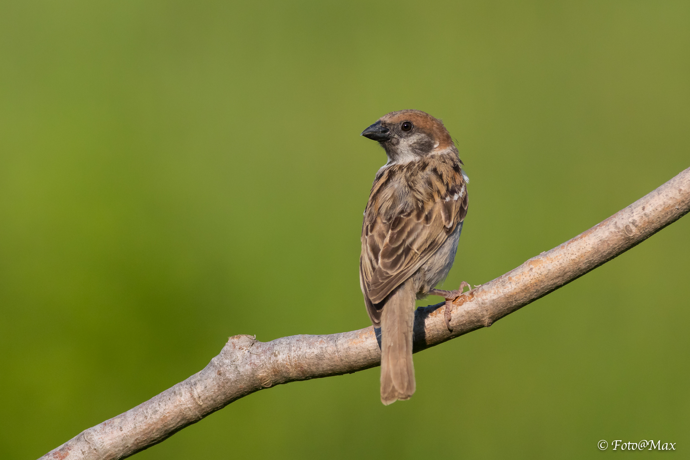 Passero