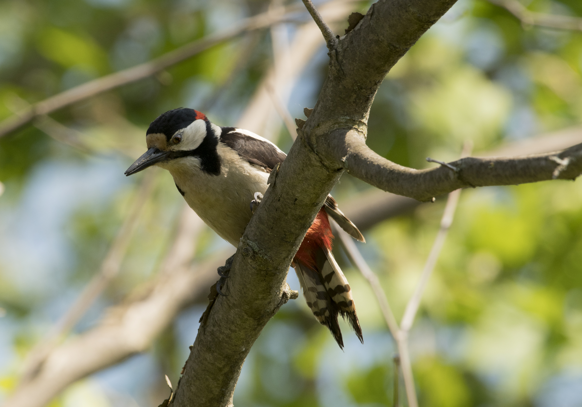 the sociable red woodpecker