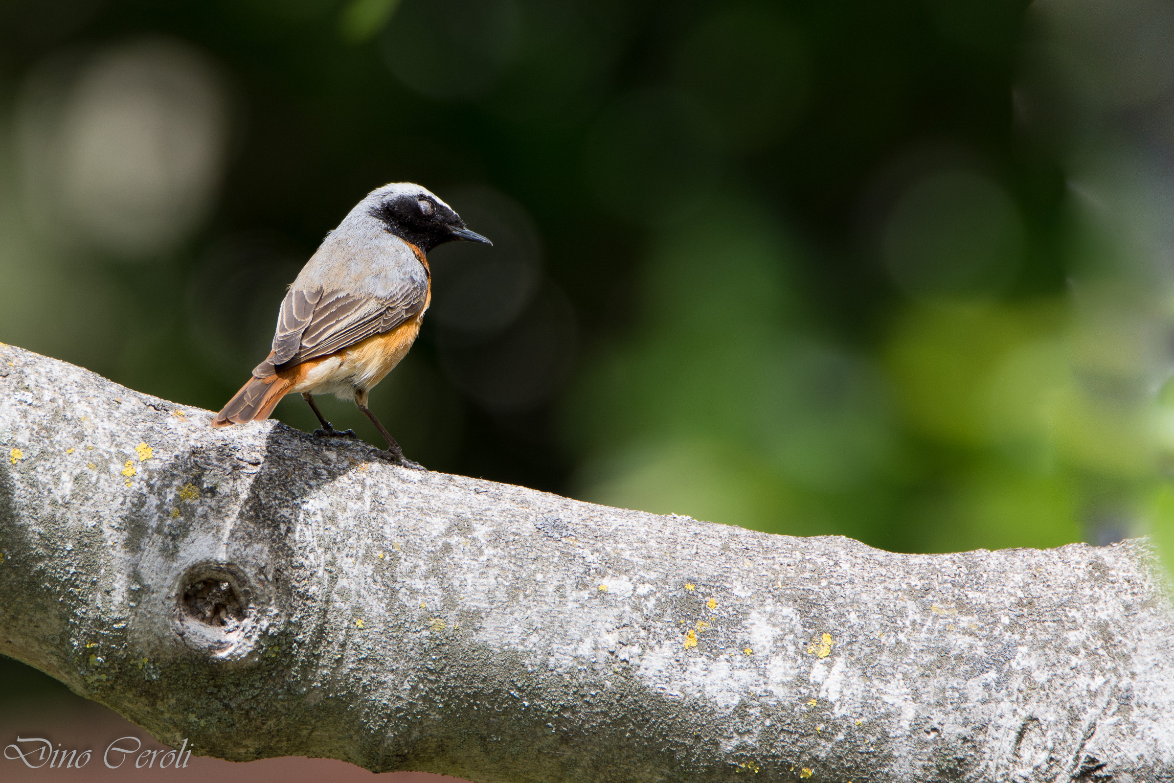 redstart