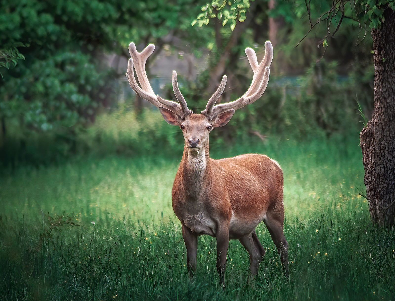 Il guardiano del bosco