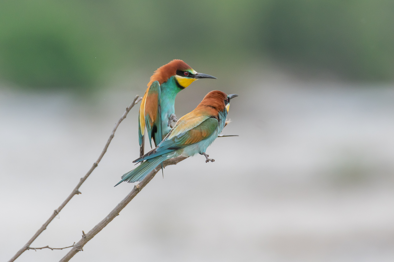 Gruccioni sul fiume Stura (cn)