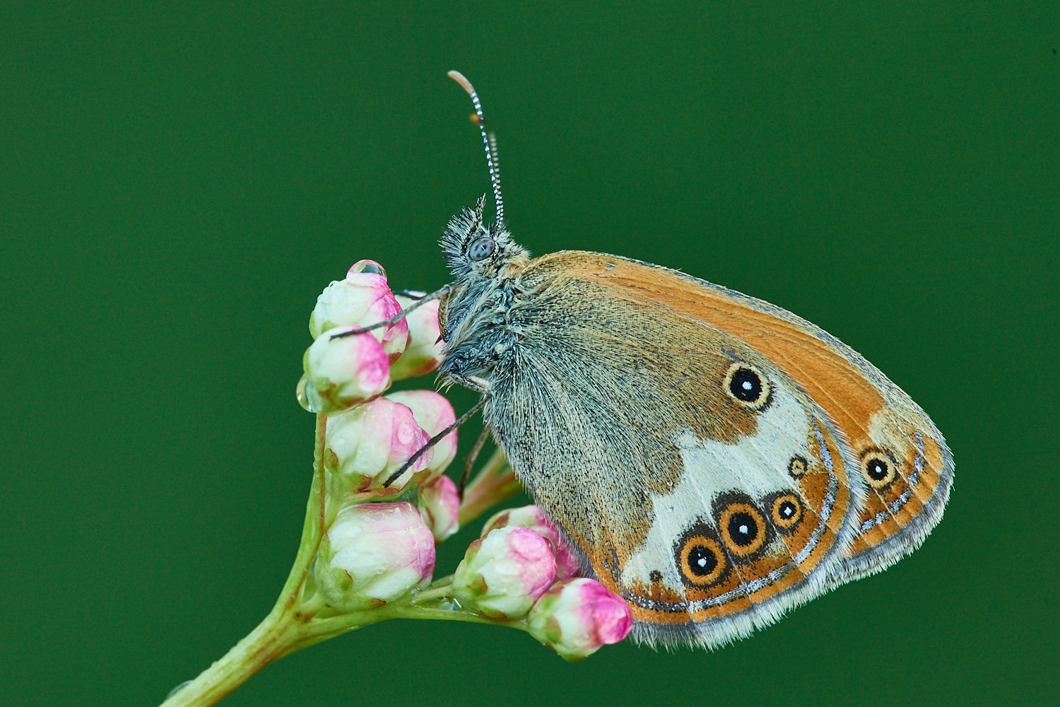 Ospite della filipendula