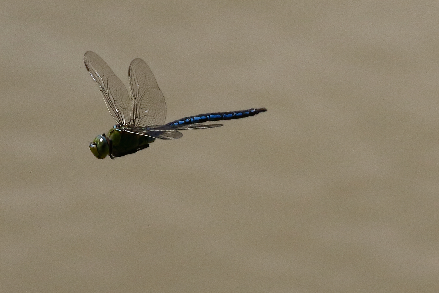 Anax Partenophe