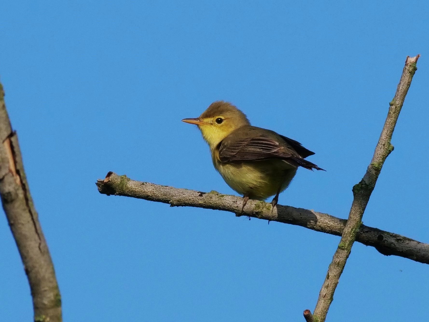 Common Canapino (Hippolais polyglotta)