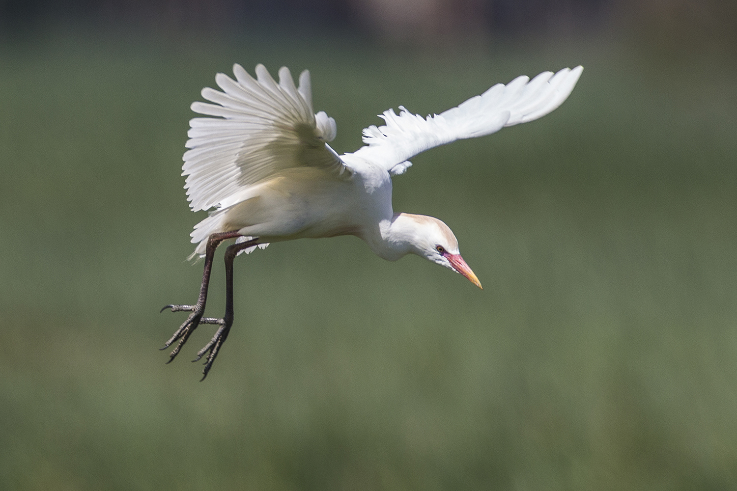 cattle egret