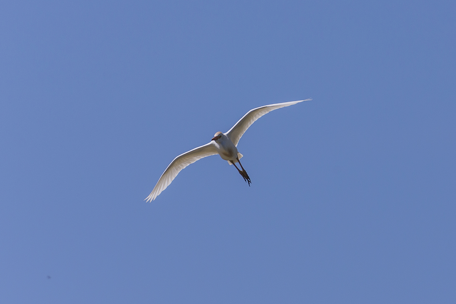 cattle egret