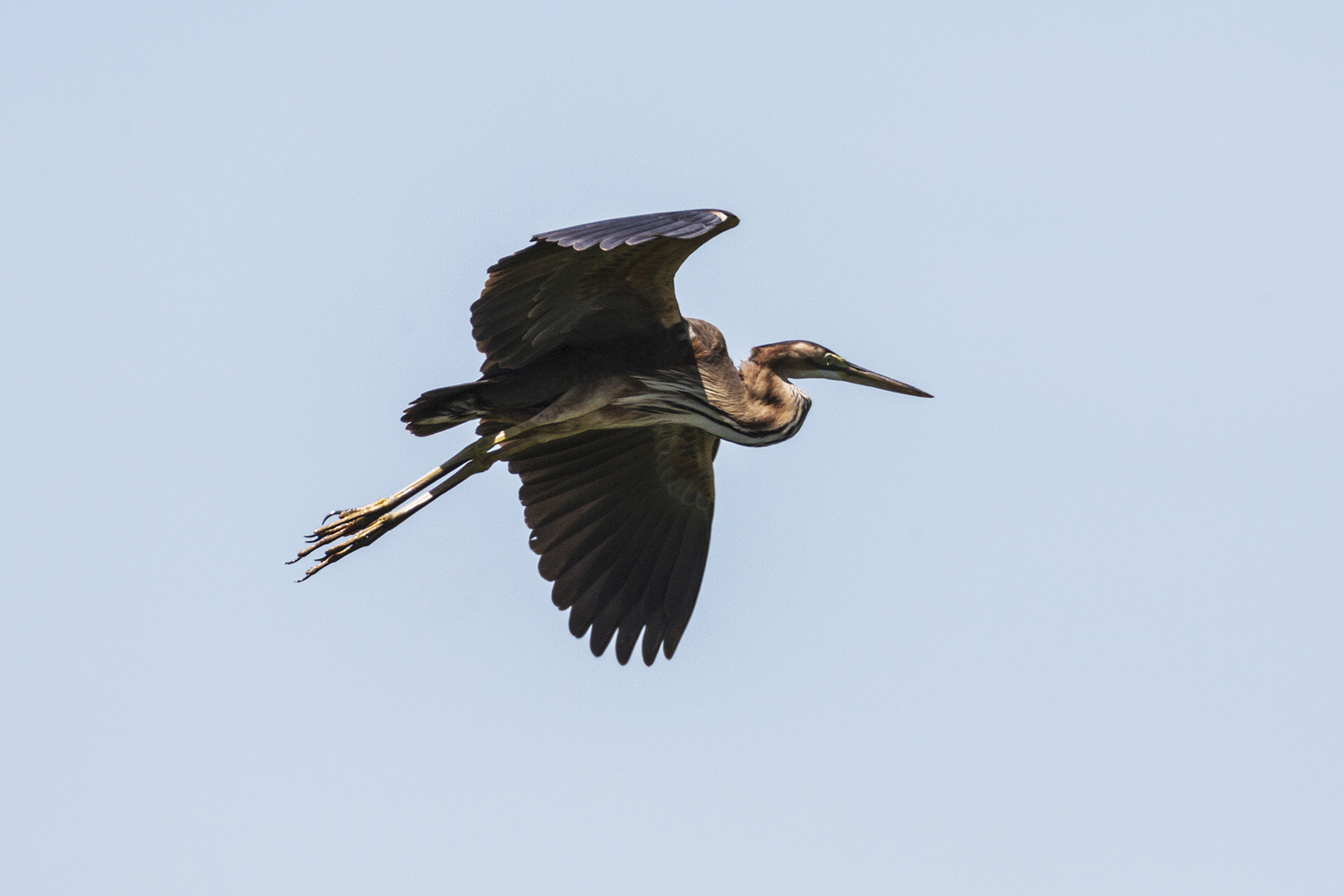 purple heron