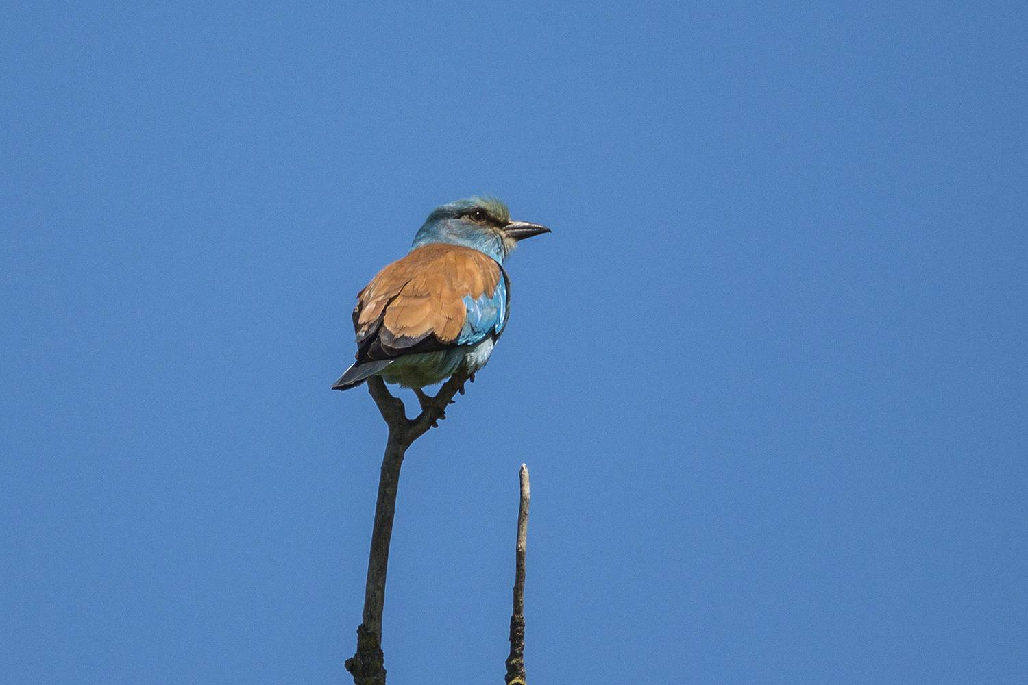 Sea jay