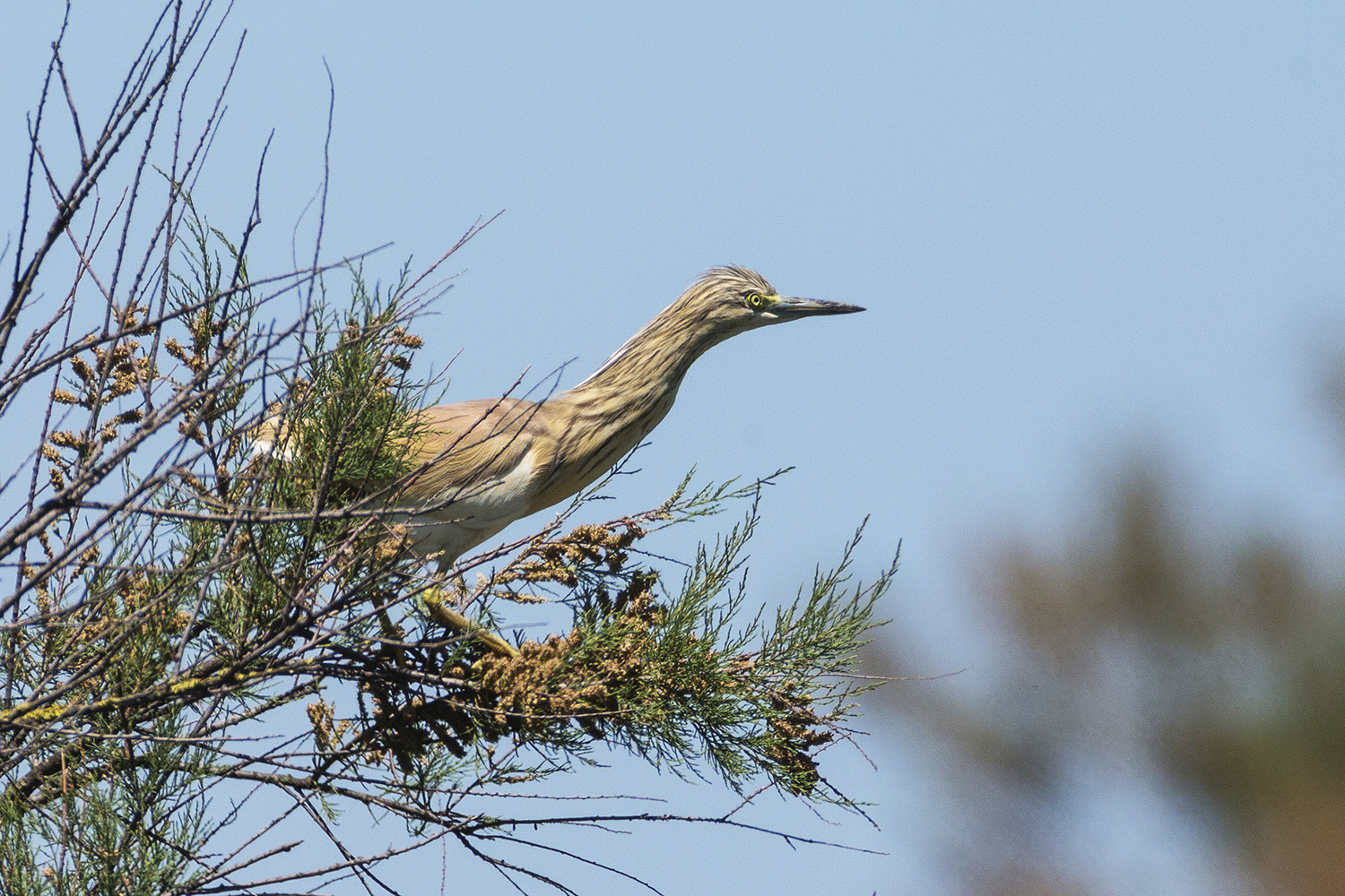 squacco heron
