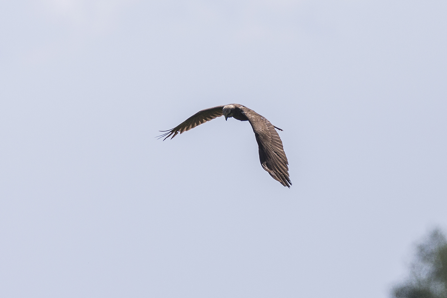 Marsh Falcon