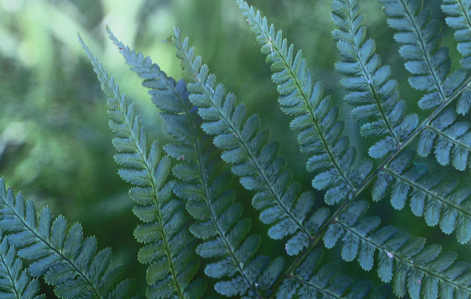 fern