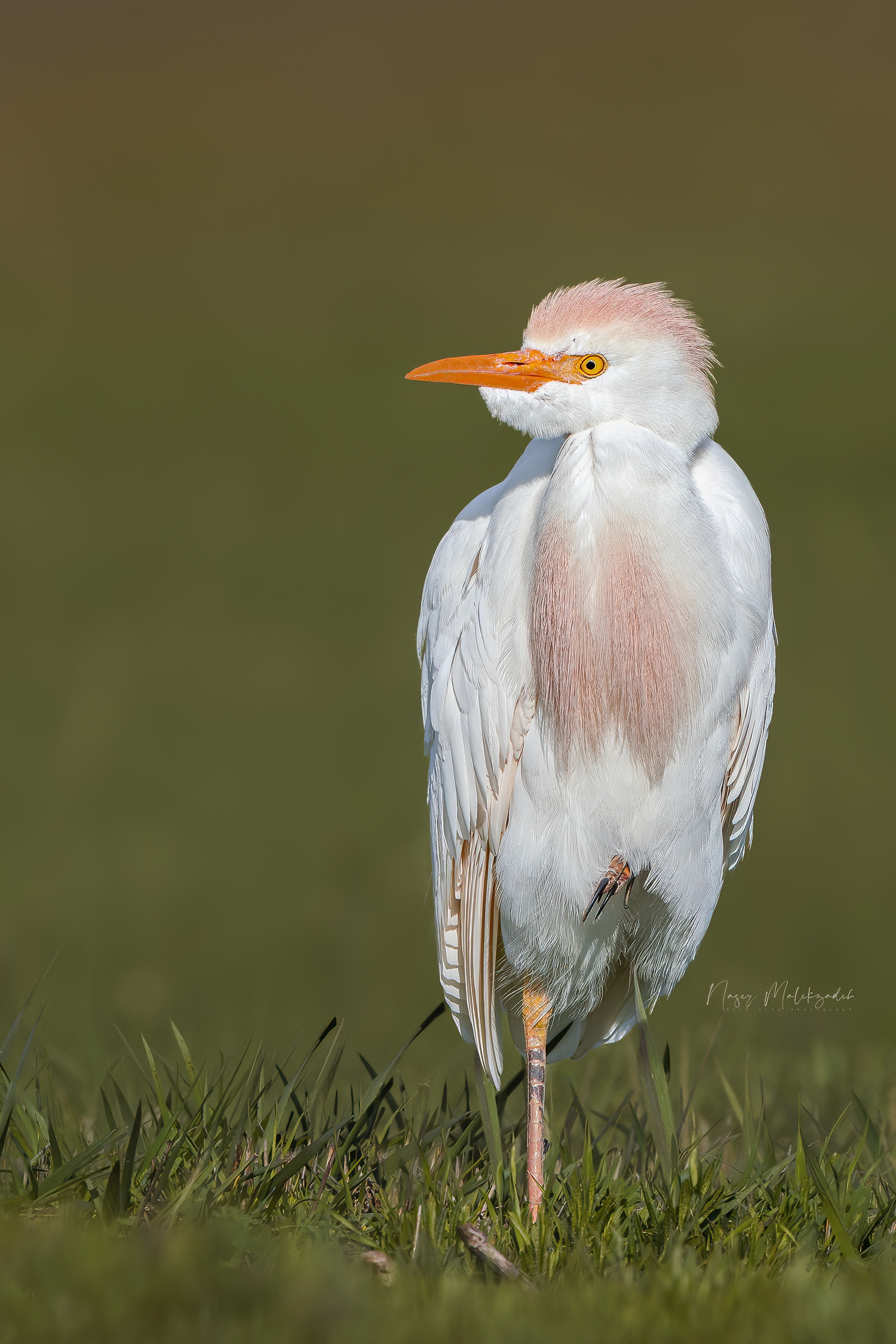cattel egret