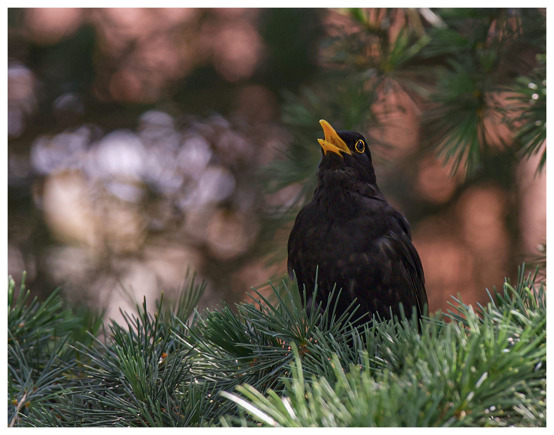 L'amico merlo maschio