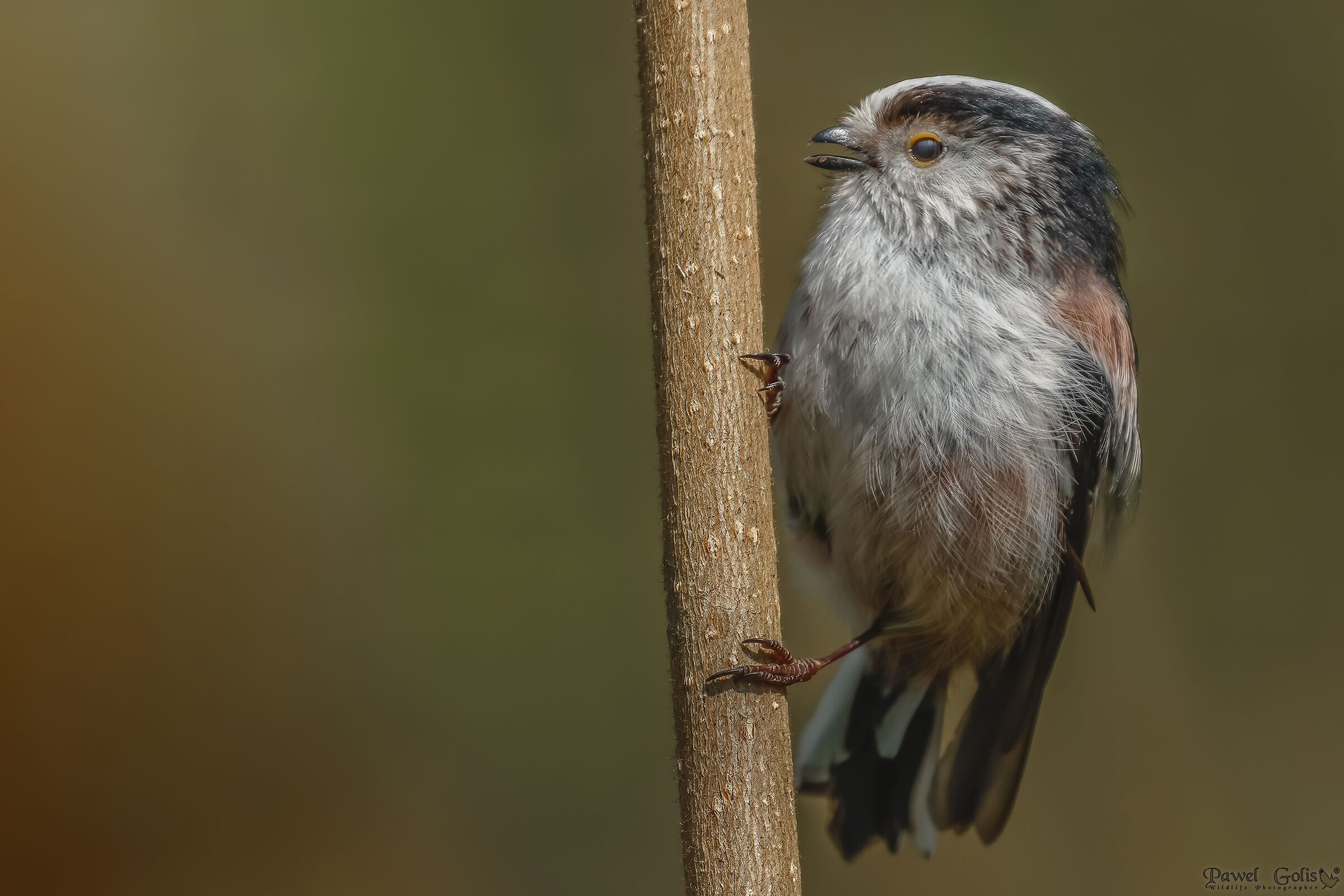 Boccola dalla coda lunga (Aegithalos caudatus)