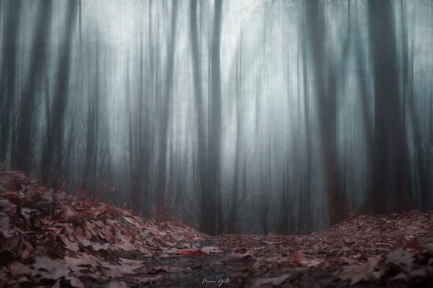 The forest of fear