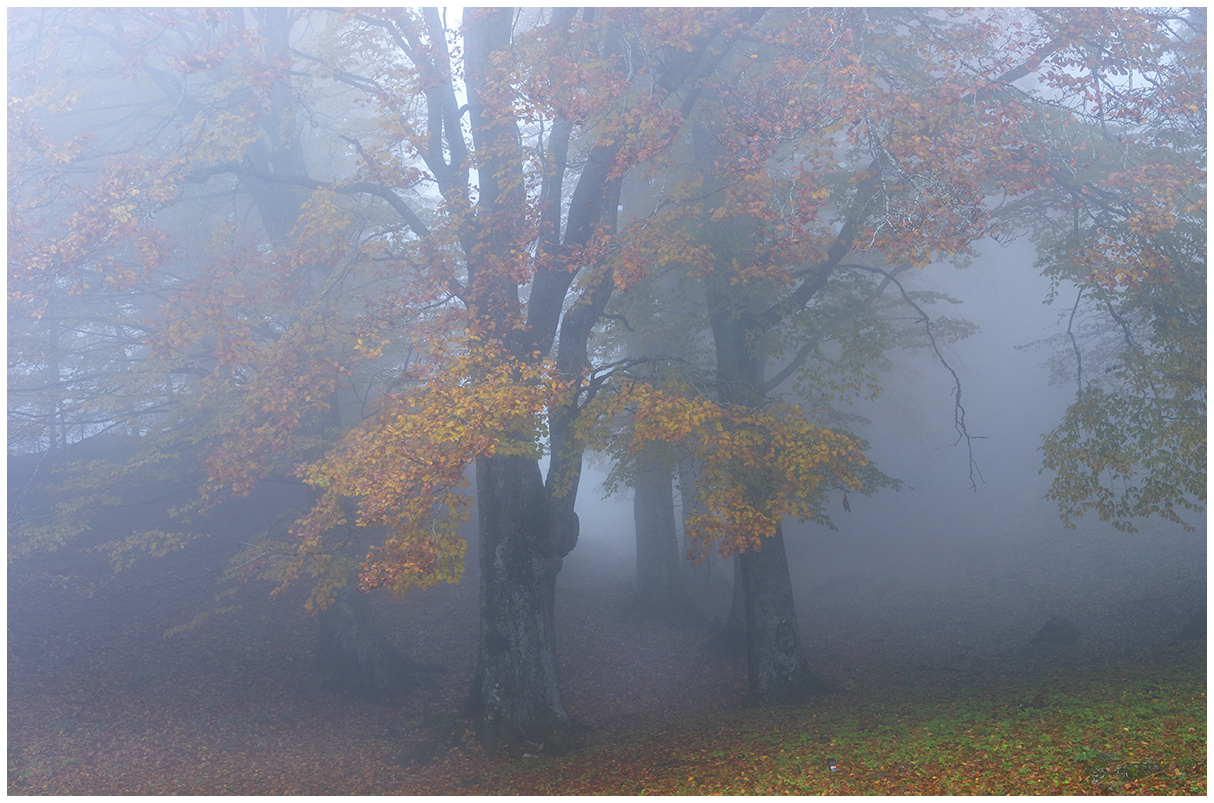 beech in the fog