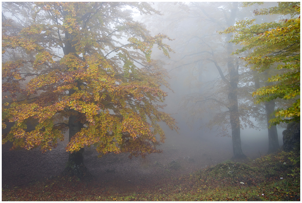 a foggy day in the beech forest.