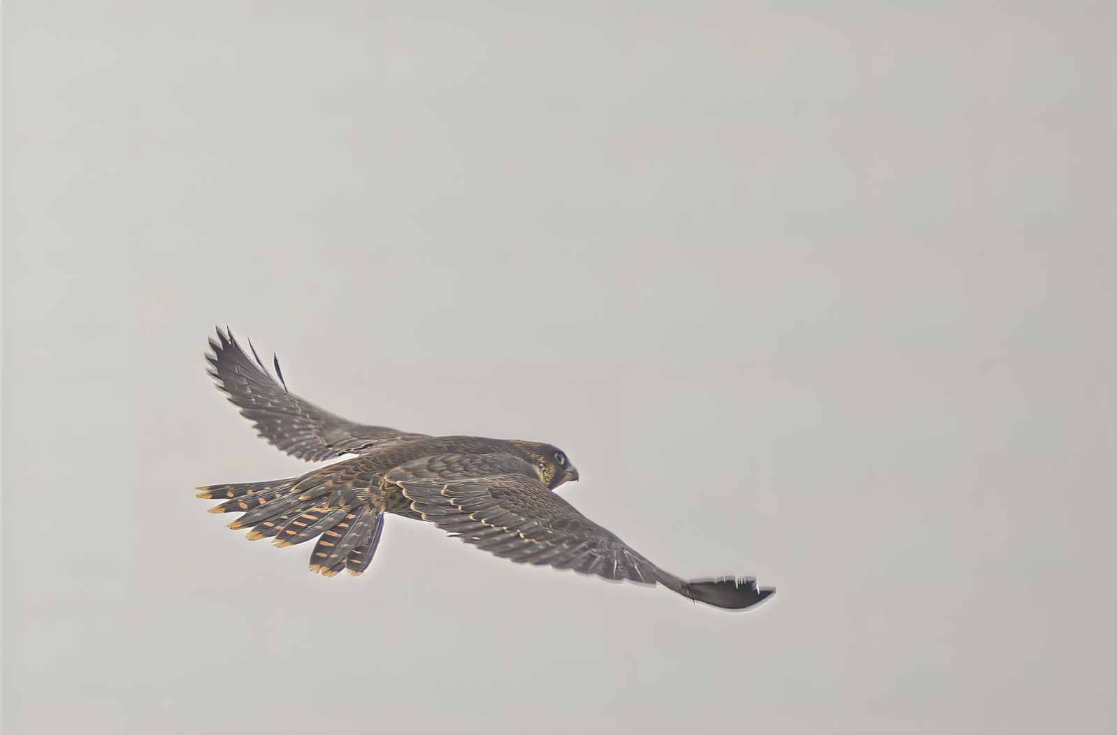 Il giovane Falco Pellegrino è uno dei primi voli