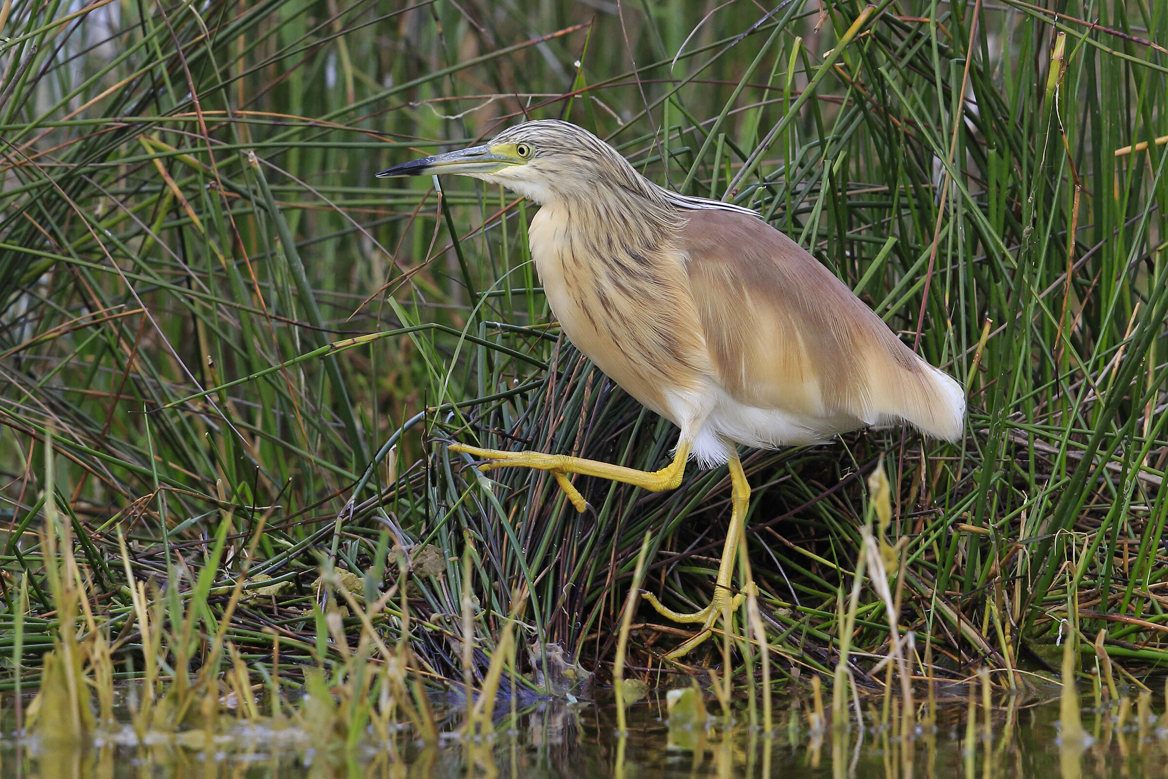 squacco heron