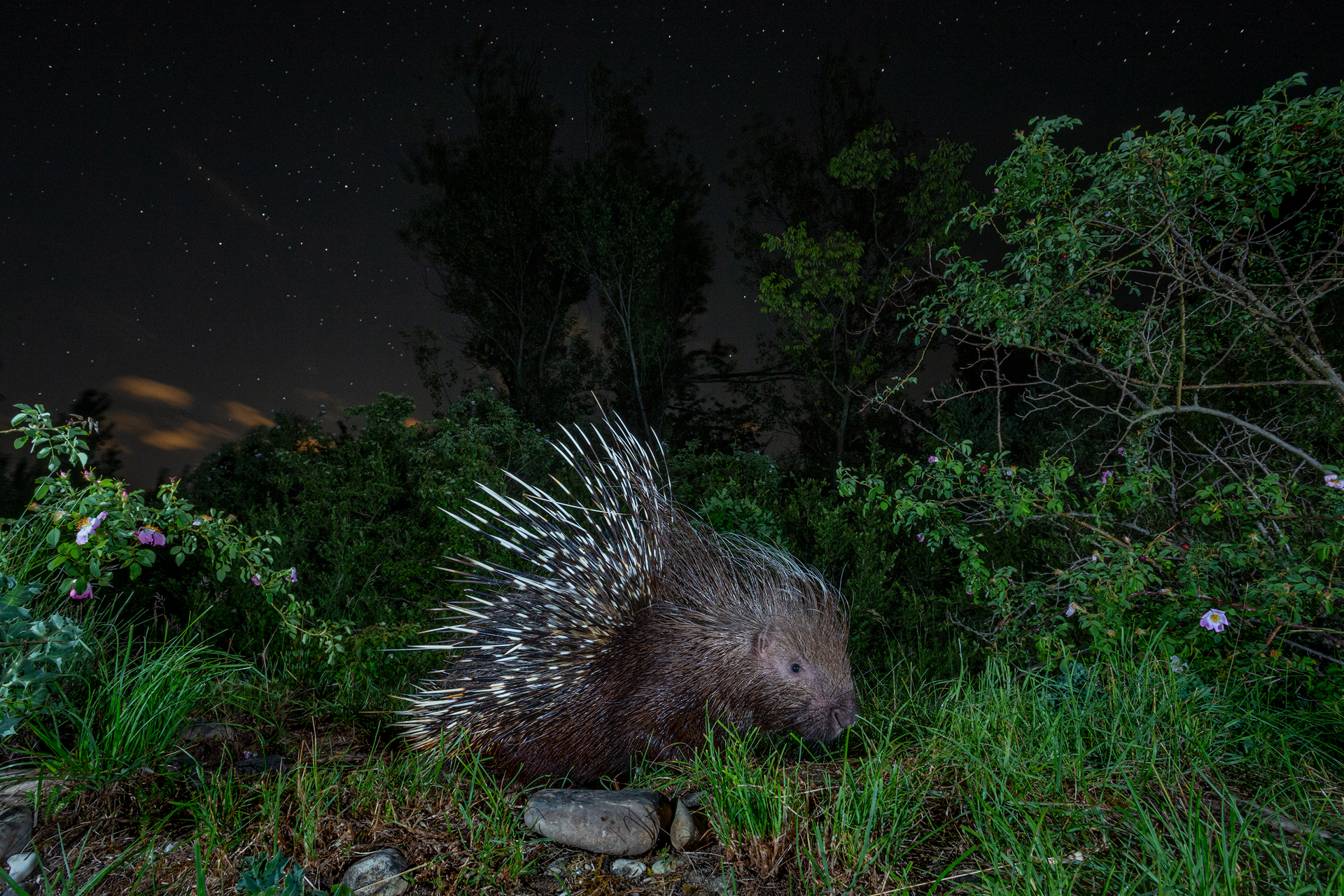 Insethress under the Stars
