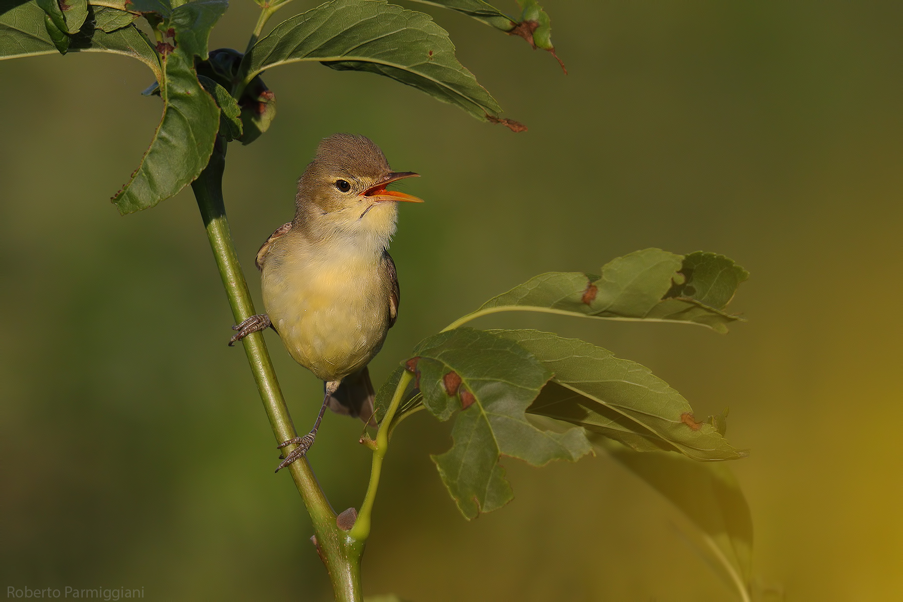 Composizione con canapino