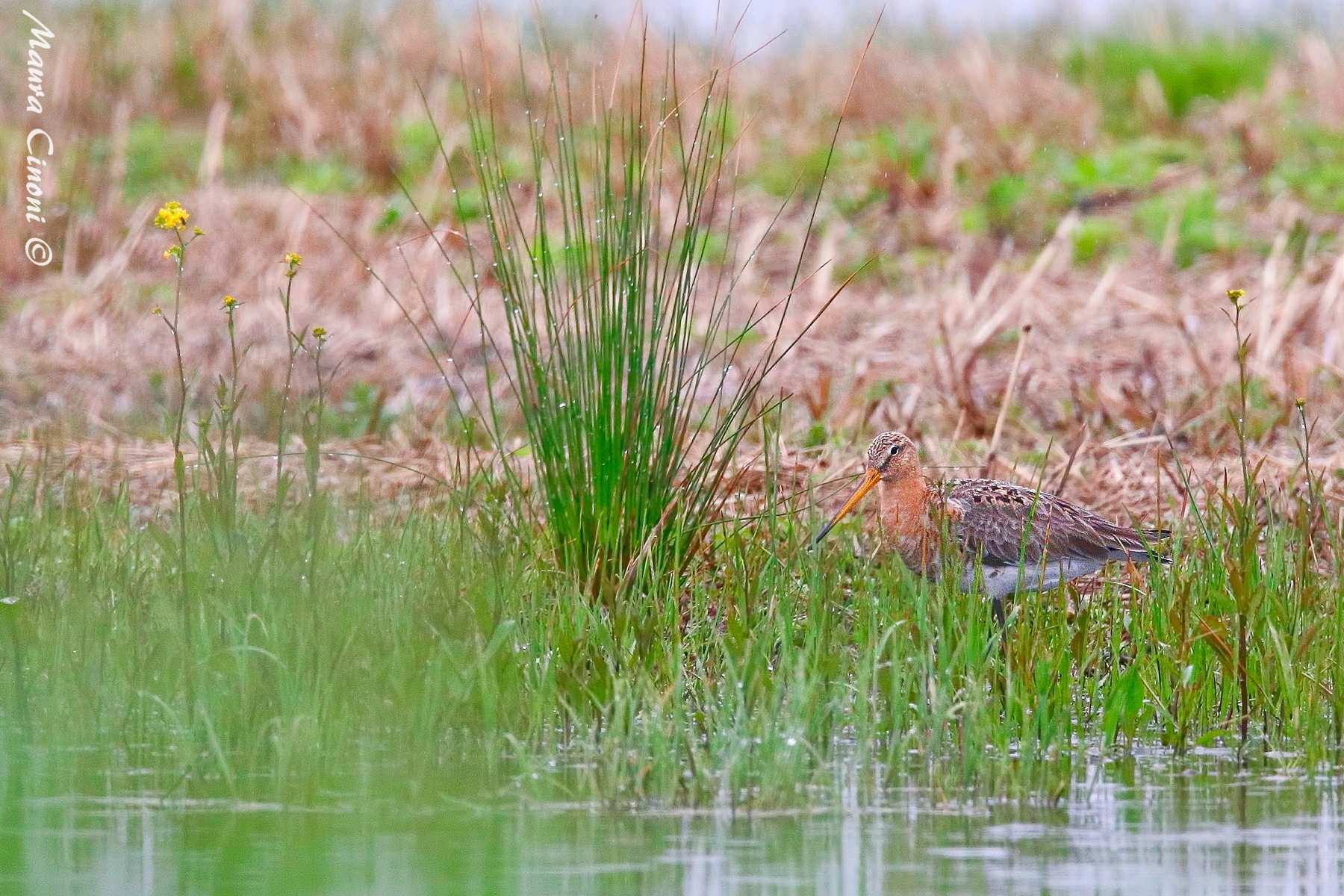 Pittima Reale sotto la pioggia