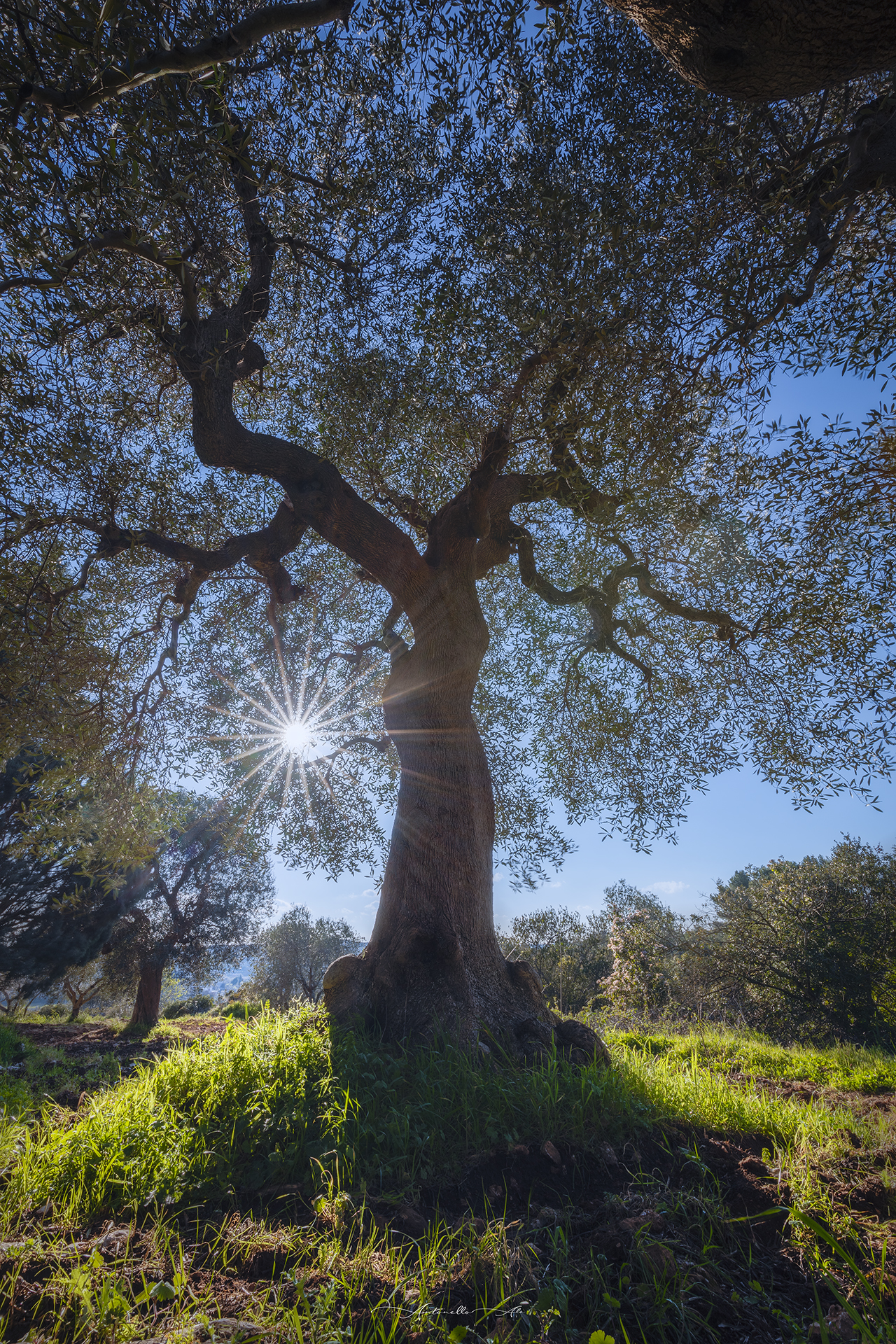 One of the main symbols of Puglia.