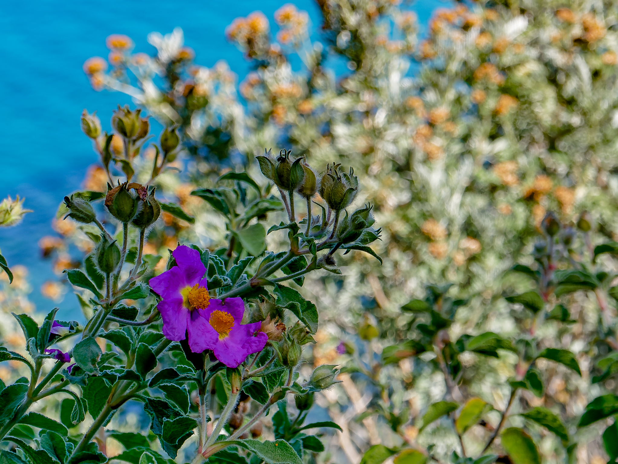 Towards Cala Violina