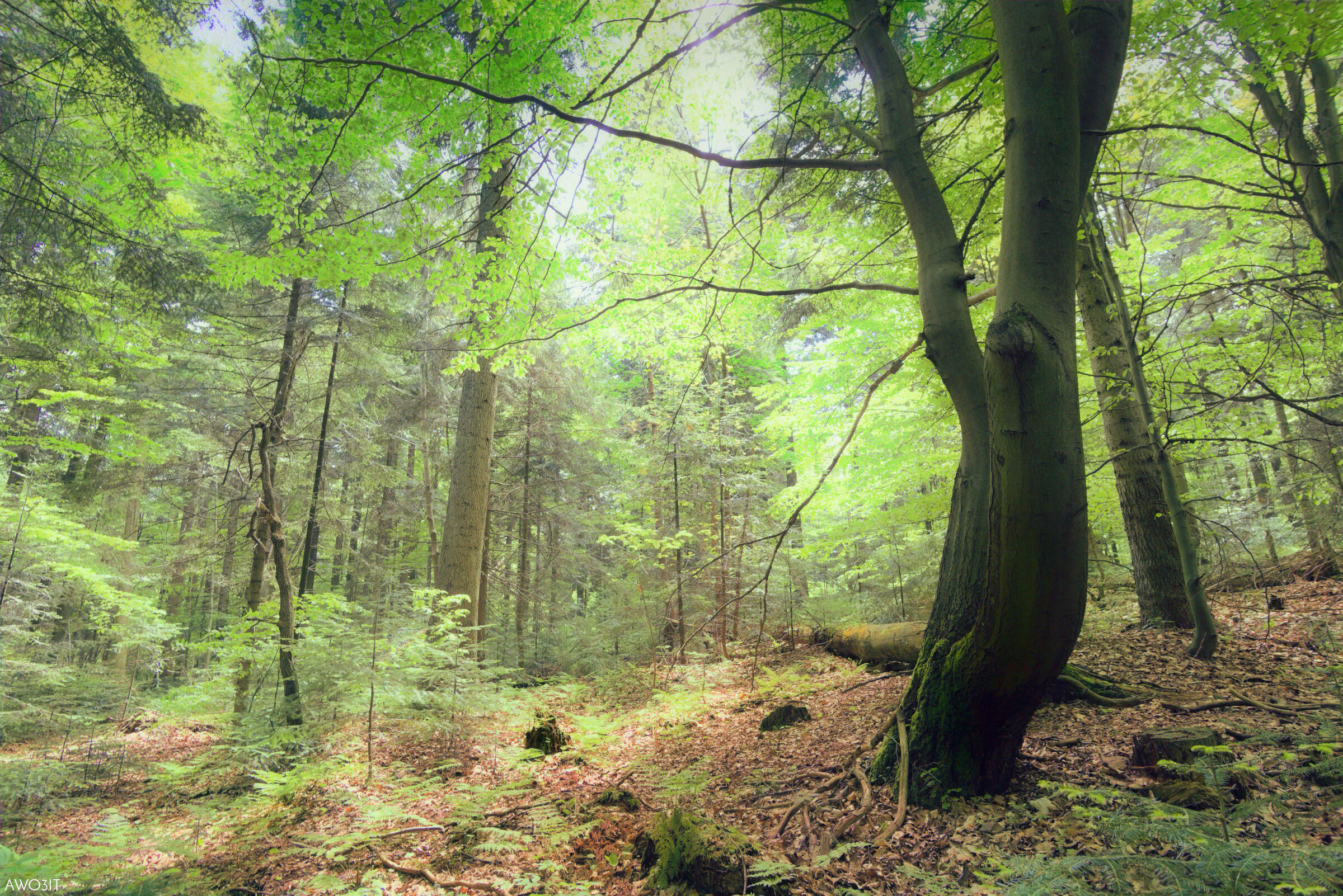 Swietokrzyski Park Narodowy