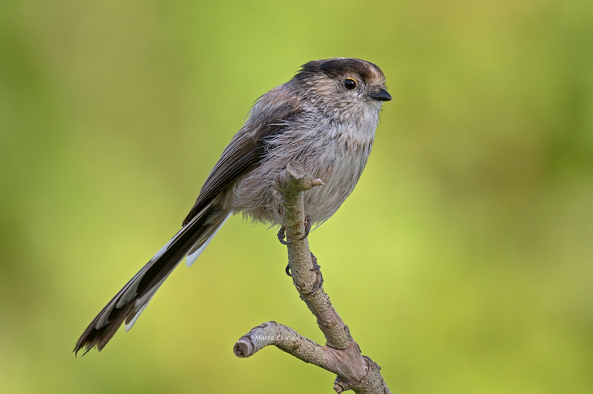 Codibùgnolo (Aegithalos caudatus)