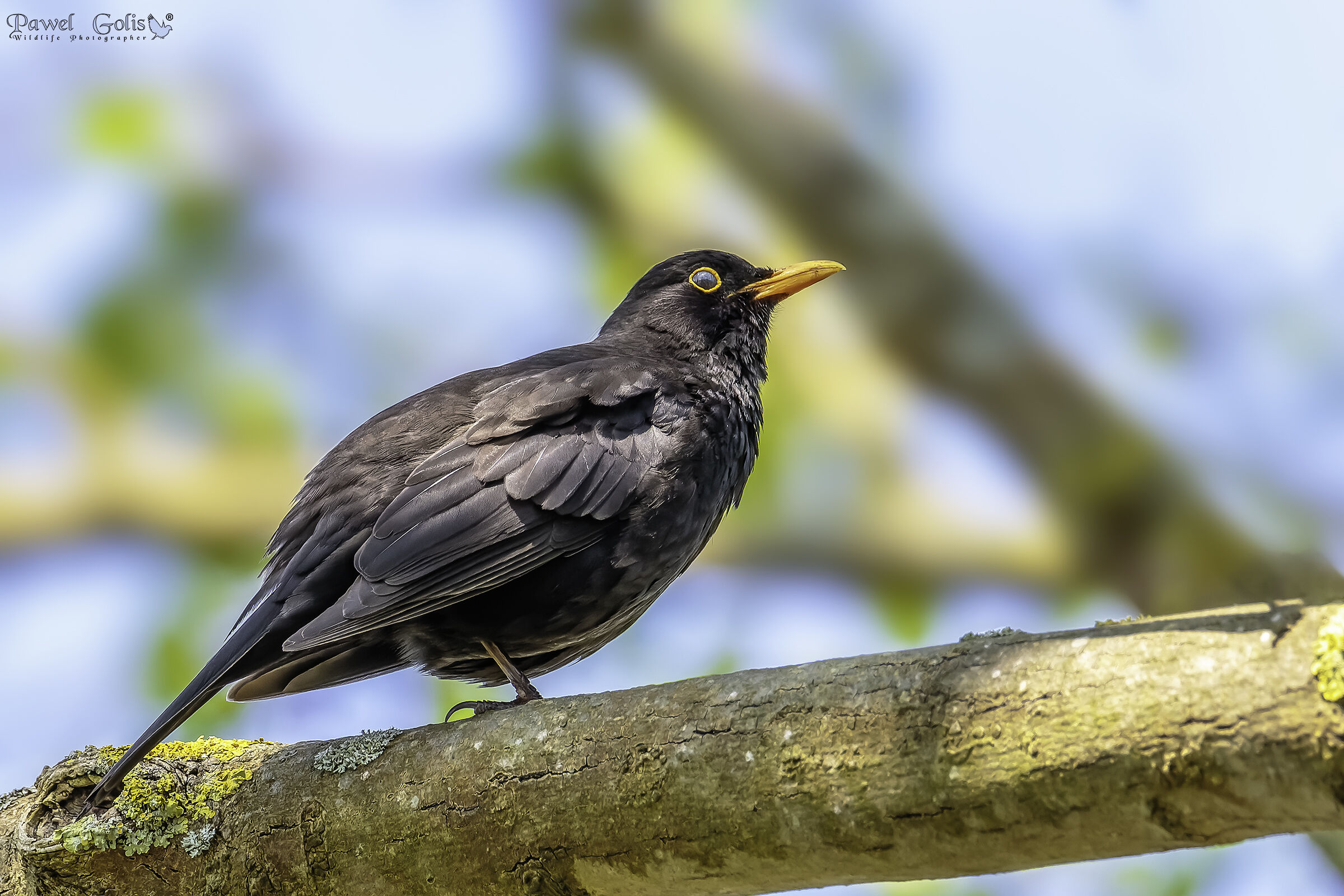 Common blackbird (Turdus merula)
