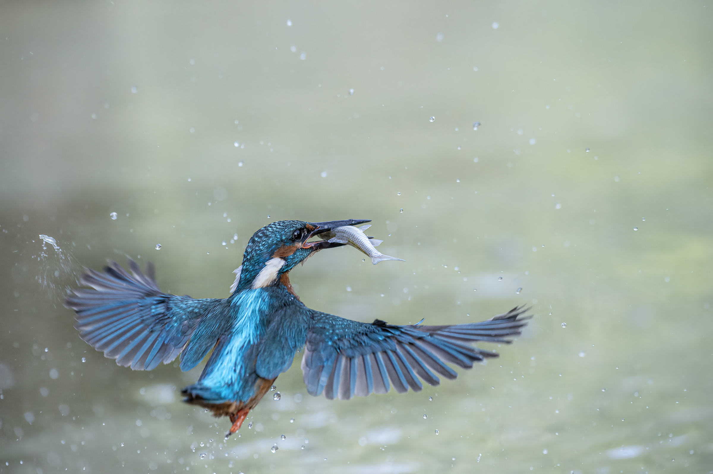 kingfisher with prey