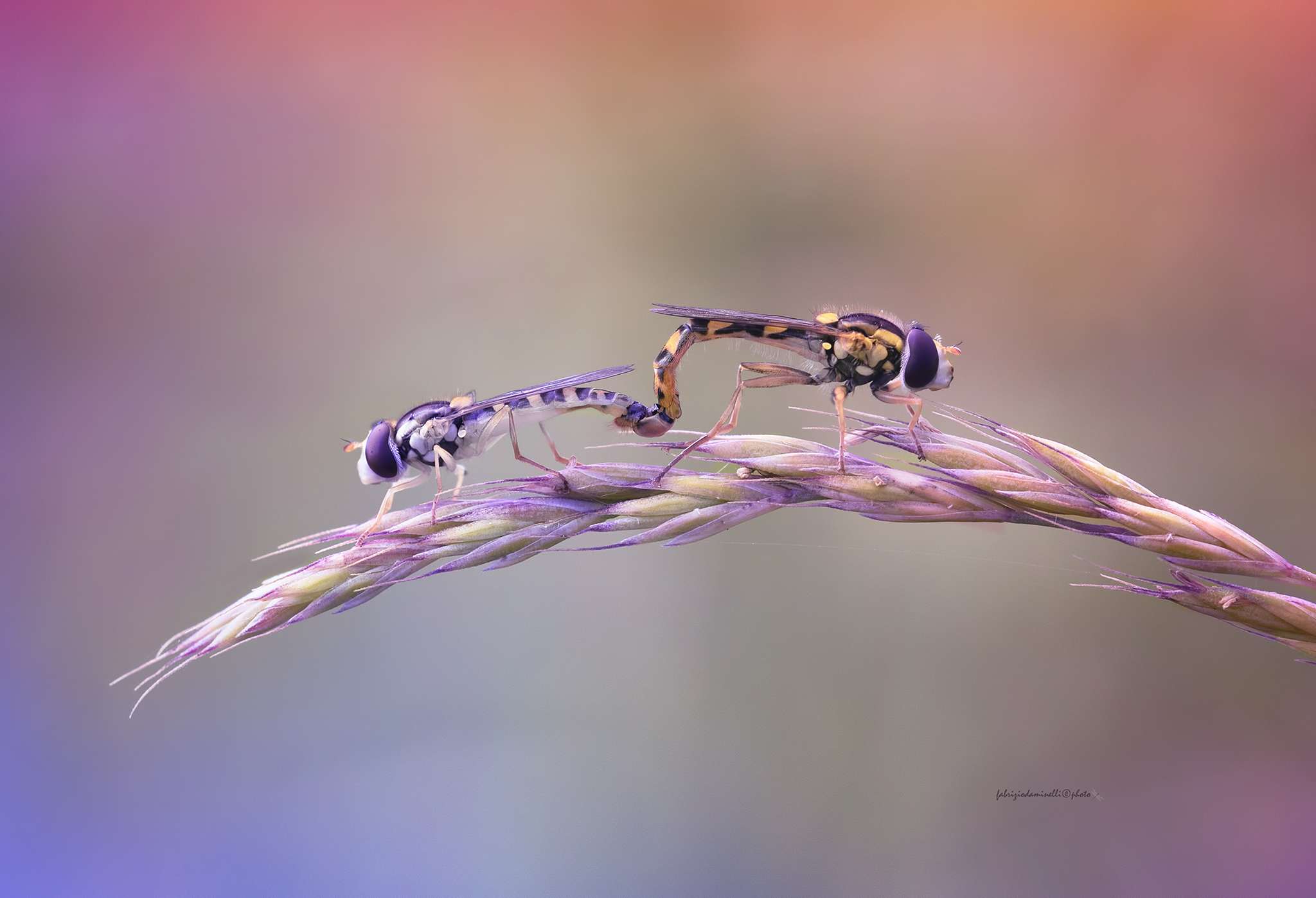 Sphaerophoria scripta - mating