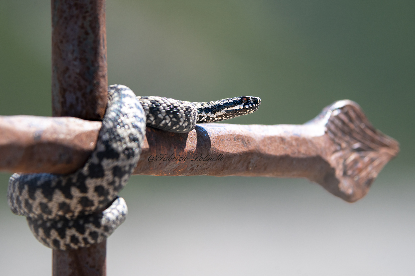 Vipera berus, marasso