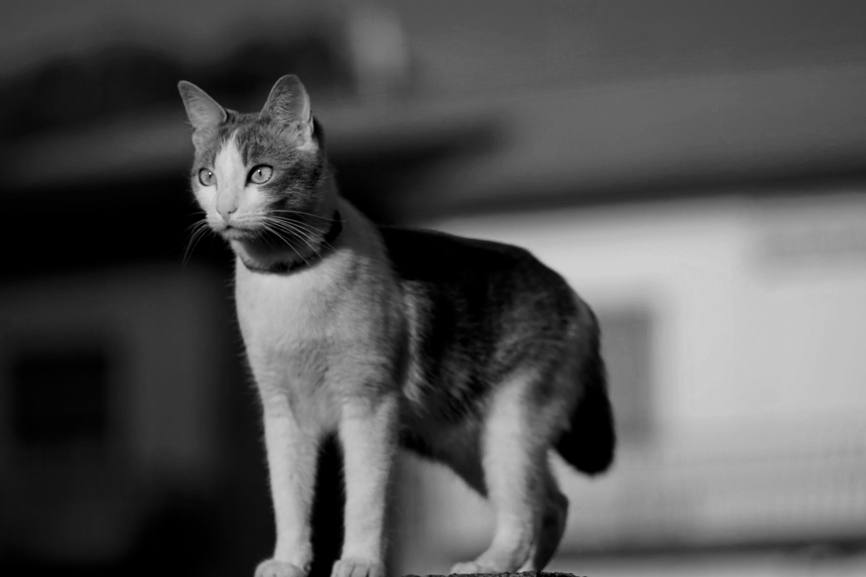 Dall'alto della mia posizione