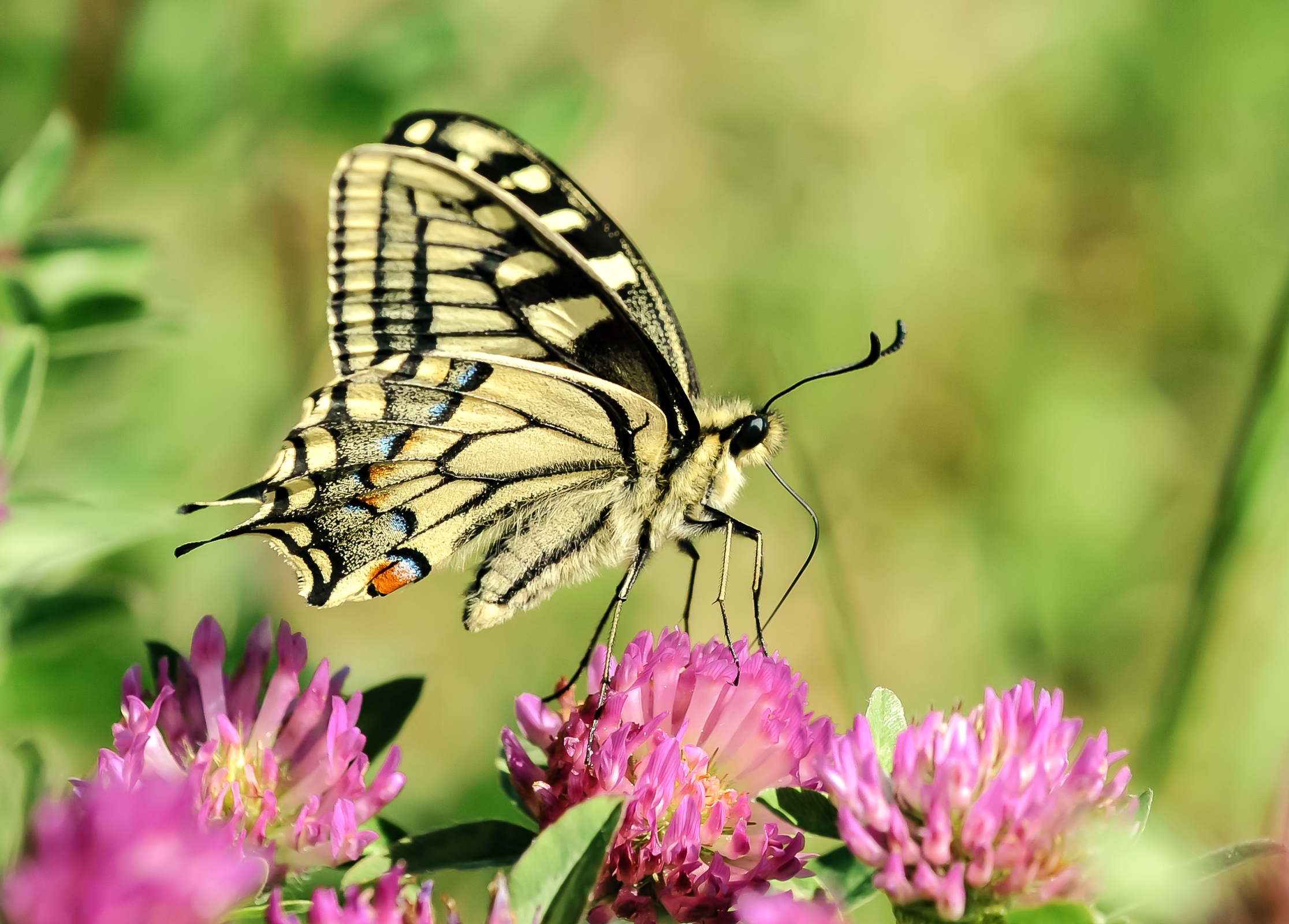 swallowtail
