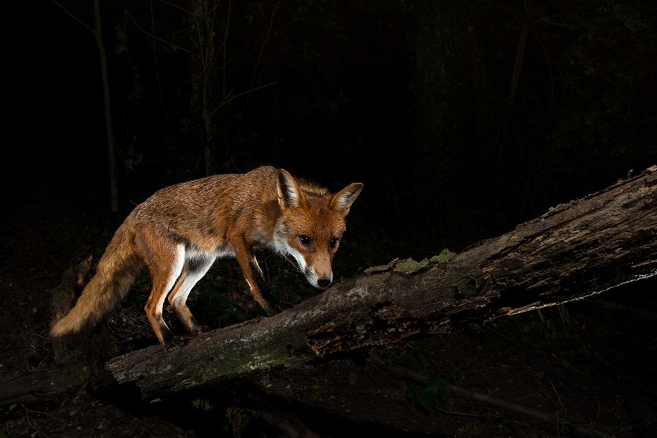 Fox just 20 minutes ago