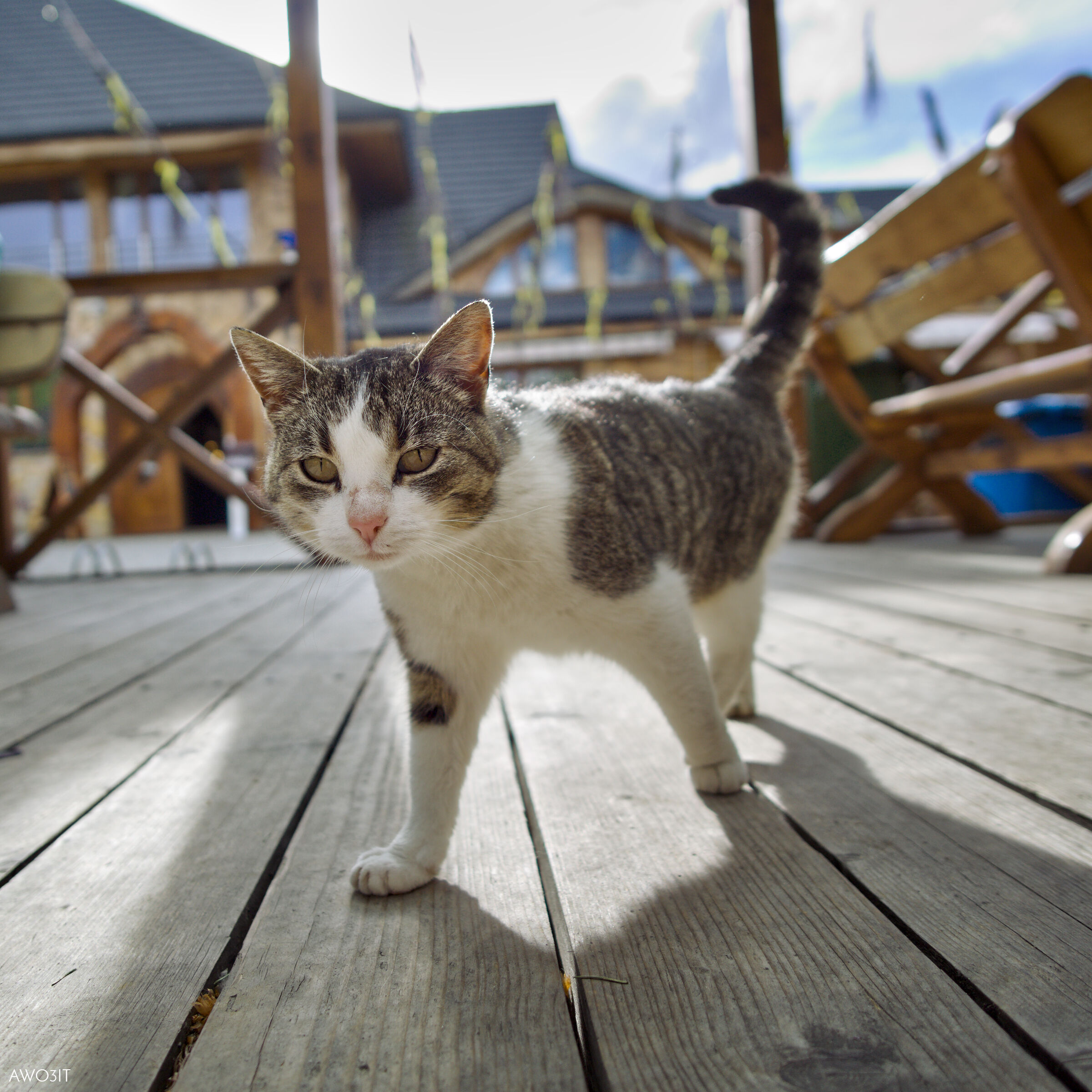 [negozio 24]amator victim 02