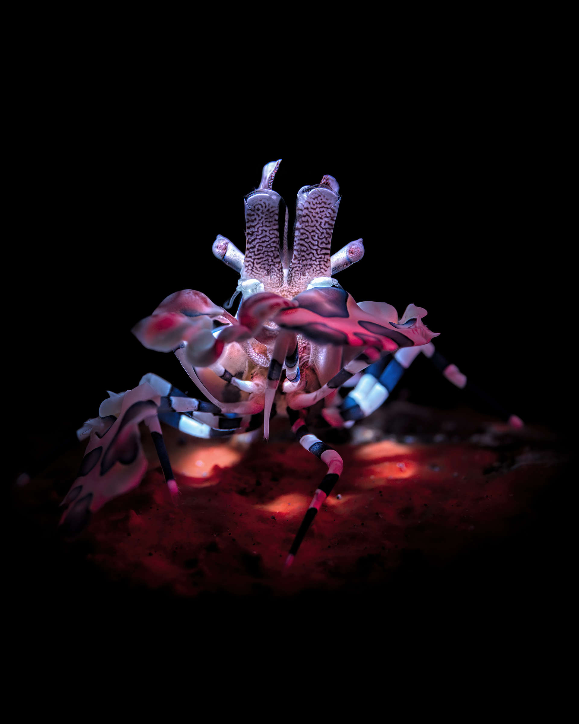 arlequin shrimp  Hymenocera picta  Bali, Tulameben