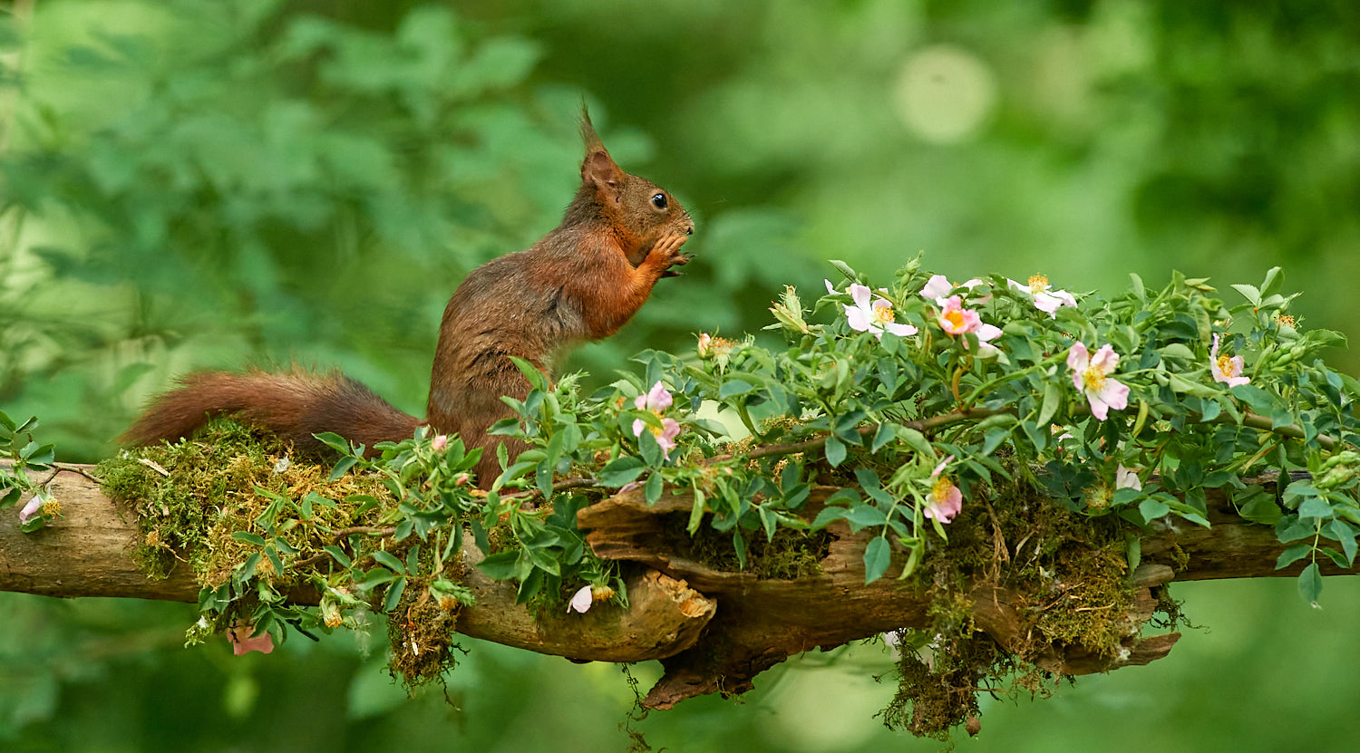 Red squirrel