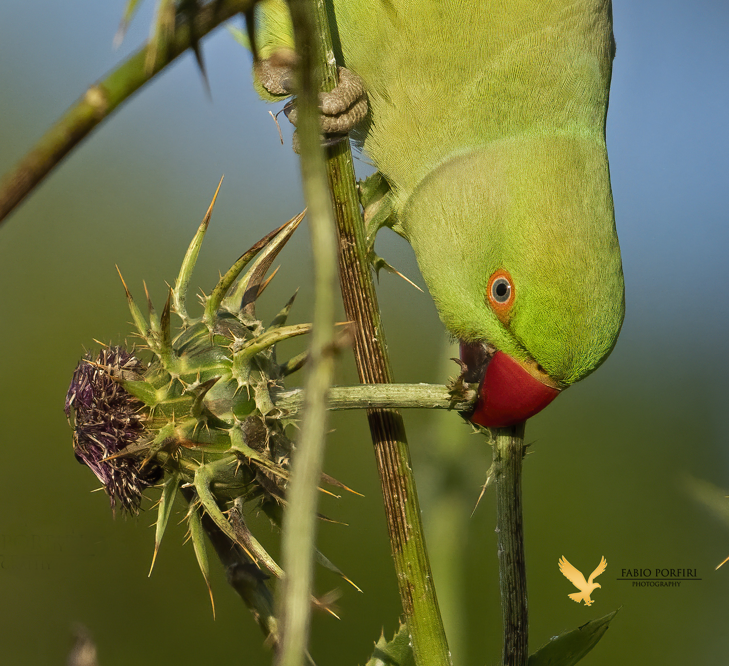 The cutting of the thistle flower