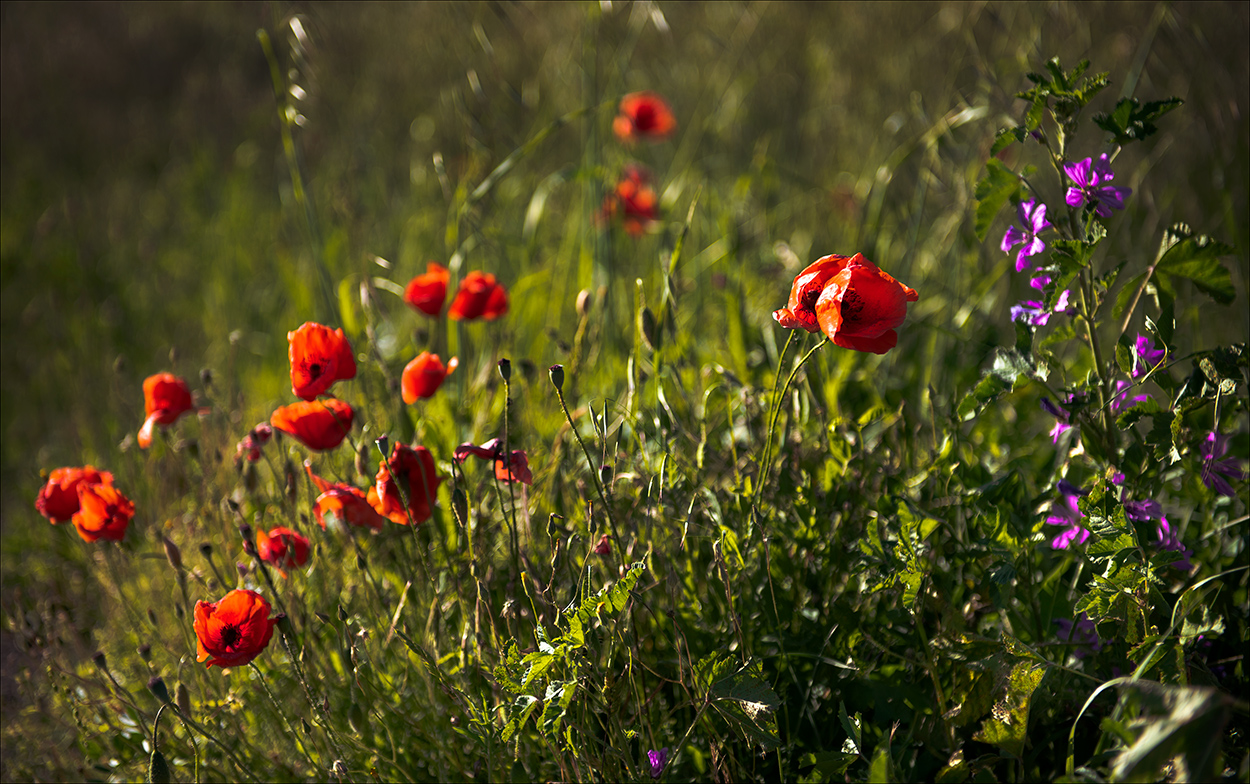 it's May when everything is in bloom!